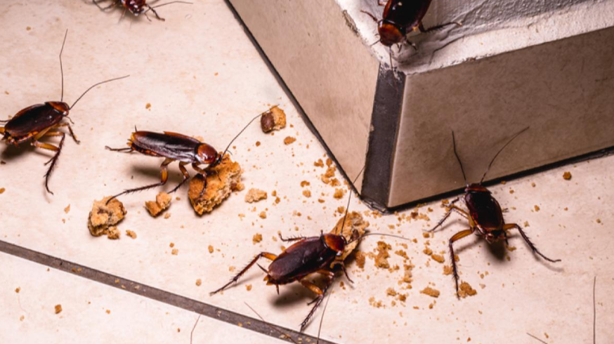 Cucarachas